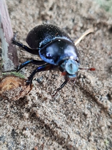 Woodland Dor Beetle, Noord-Brabant, NL, photo 10 of 10