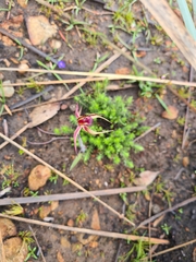 Caladenia reticulata