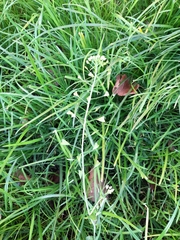 Capsella bursa-pastoris