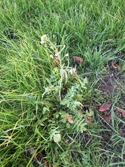 Capsella bursa-pastoris