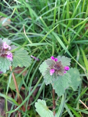 Lamium purpureum