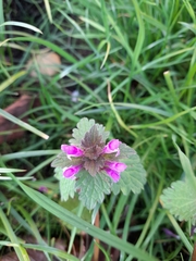 Lamium purpureum