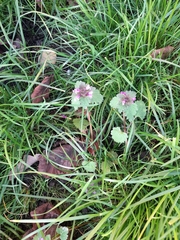 Lamium purpureum