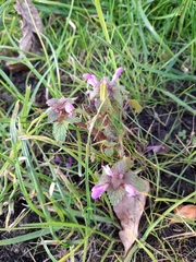 Lamium purpureum