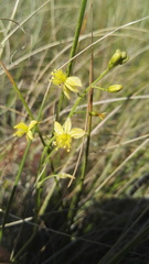 Bulbine favosa