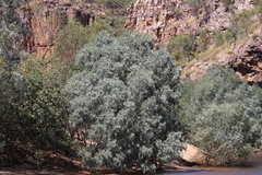 Melaleuca argentea