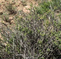 Phymaspermum aciculare