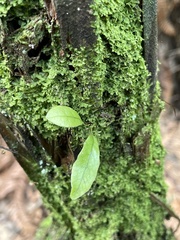 Microsorum pustulatum pustulatum