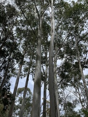 Eucalyptus saligna
