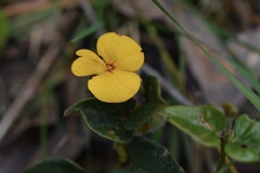 Platylobium reflexum