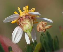Phymaspermum aciculare