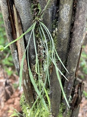 Asplenium flaccidum