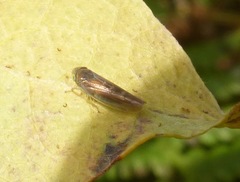 Colladonus waldanus