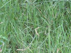 Dactyloctenium geminatum