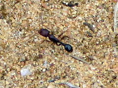 Tetramorium sericeiventre