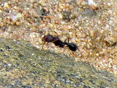 Tetramorium sericeiventre