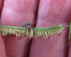 Dactyloctenium geminatum