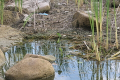Pontederia crassipes