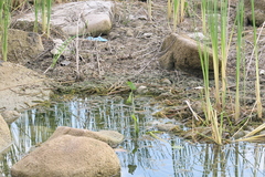 Pontederia crassipes