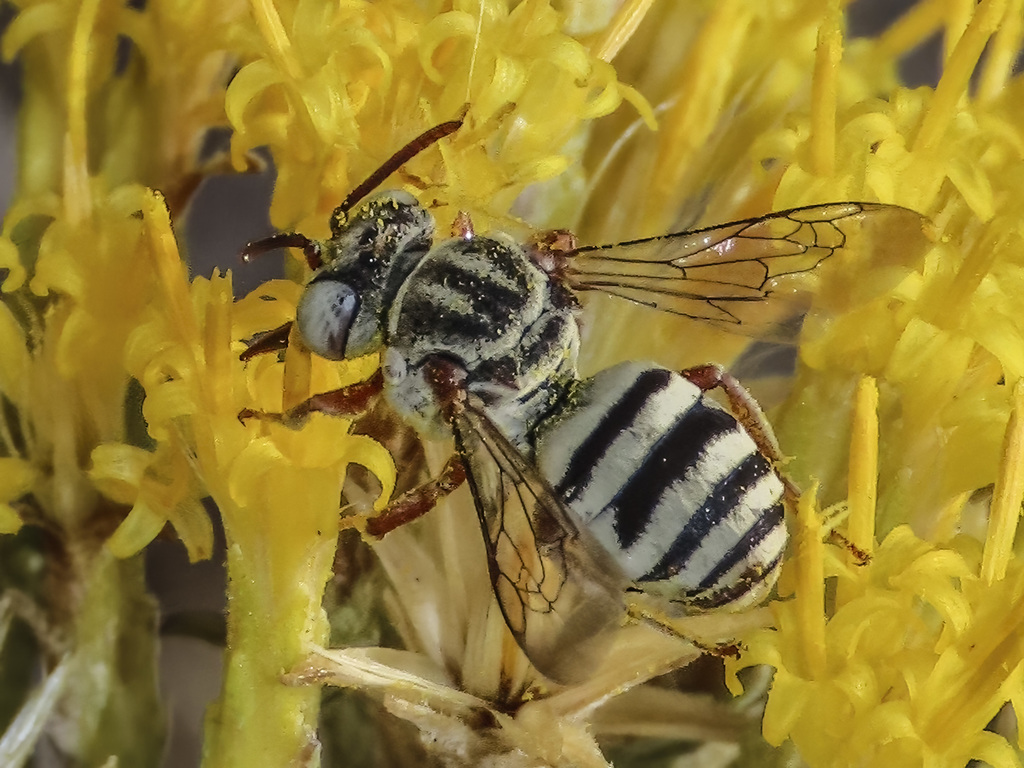 New Mexico Cellophane-cuckoo Bee
