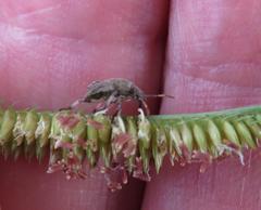 Dactyloctenium geminatum