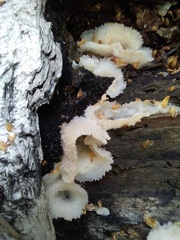 Merulius tremellosus