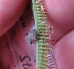 Dactyloctenium geminatum