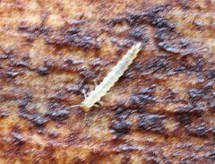 Uleiota planata