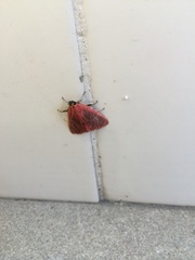 Arctioblepsis rubida