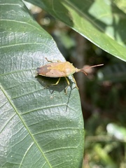 Agapophyta bipunctata