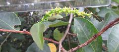 Sclerocroton integerrimus