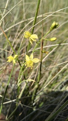 Bulbine favosa