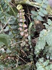 Blechnum parrisiae