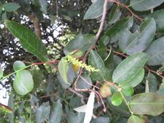 Sclerocroton integerrimus
