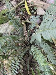 Blechnum parrisiae