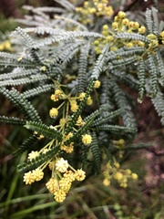 Acacia pentadenia