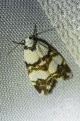 Thallarcha albicollis