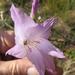 Gladiolus blommesteinii - Photo (c) linkie, μερικά δικαιώματα διατηρούνται (CC BY), uploaded by linkie