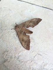 Marumba dyras