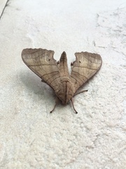 Marumba dyras