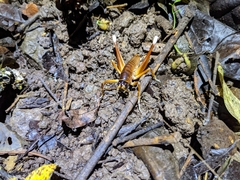 Penalva flavocalceata
