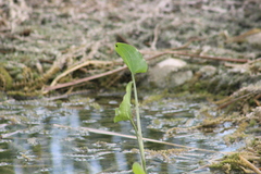 Pontederia crassipes