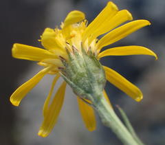 Senecio achilleifolius