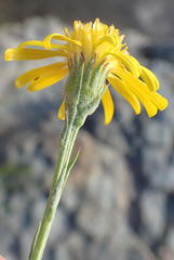 Senecio achilleifolius