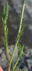 Senecio achilleifolius