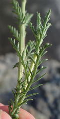 Senecio achilleifolius
