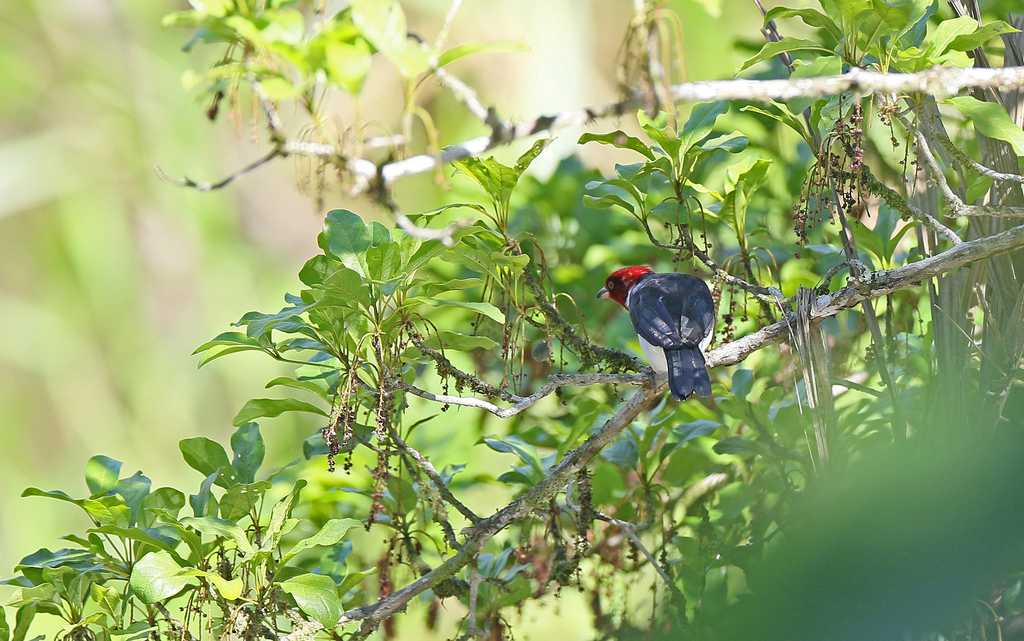 Red-capped Cardinal