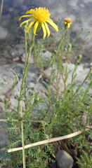 Senecio achilleifolius