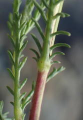 Senecio achilleifolius