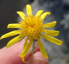 Senecio achilleifolius